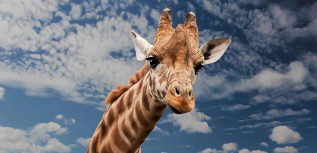 giraffe high frequency hearing loss types of hearing loss