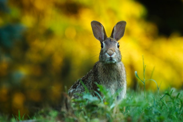 Alert Rabbit Big Ears Binaural Hearing