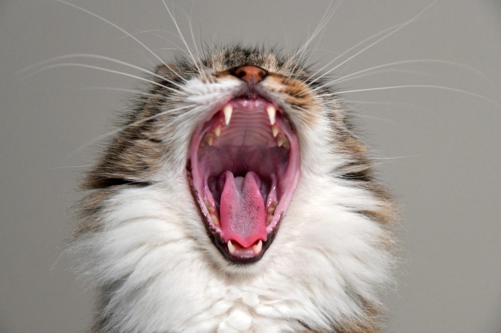 cat yawning Valsalva Maneuver clogged ear remedy