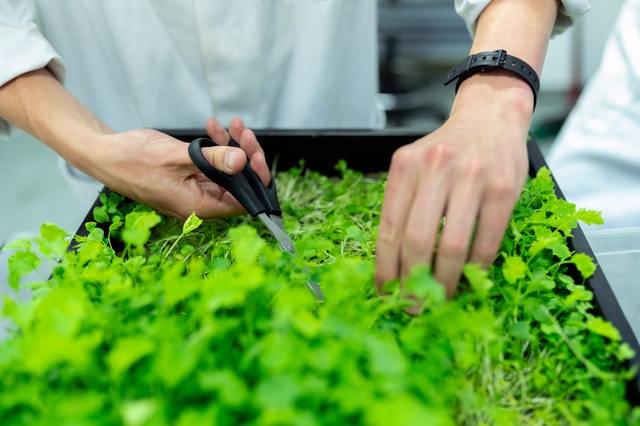 Man Cutting Plants Vitamins and Herbs Combat Hearing Loss